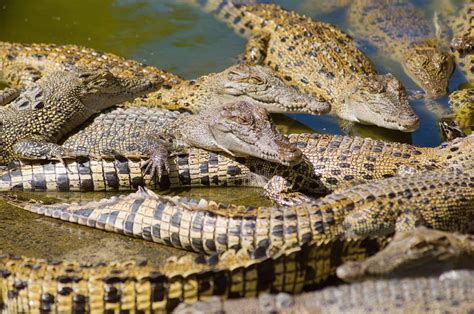 hermes buys crocodile farm|pri farming.